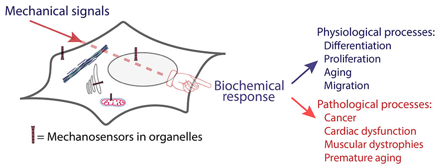 Mecanobiología de los orgánulos