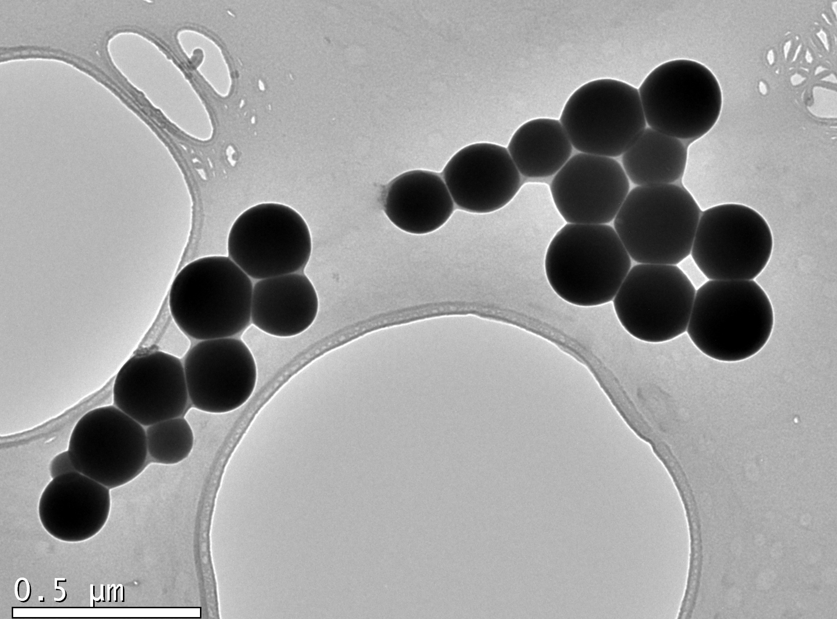 Selenium NPs produced by Azoarcus sp.CIB