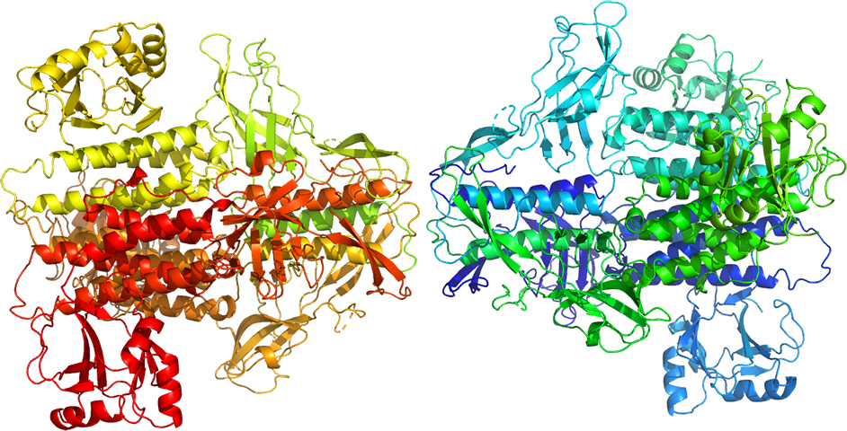 "Estructura 3D de TssK de A. baumannii"