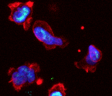 Migrating Cells